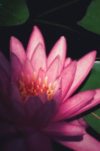 Macro shot of pink flower