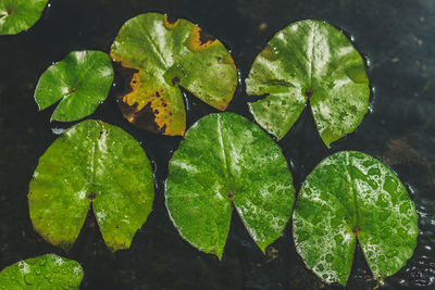 High angle view of leaves in water