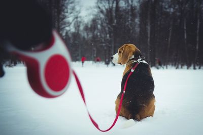 Rear view of dog with pet leash sitting on snow covered field