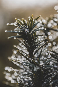 Close-up of wet plant