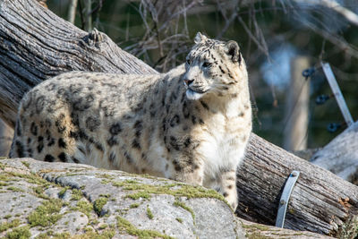 View of snow leopard 