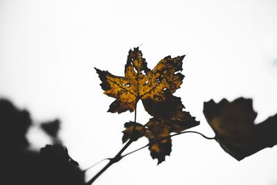 Close-up of dry maple leaves on branch