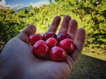 Cropped image of hand holding cherries