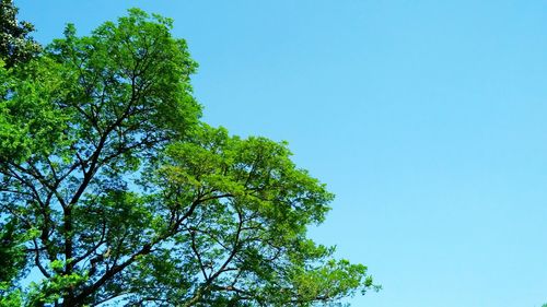 Low angle view of trees against clear blue sky