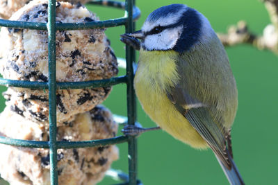 Close up of a bluetit feeding on a bird feeder 