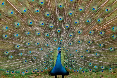 Full frame shot of peacock