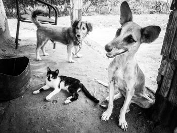 Portrait of two dogs on land