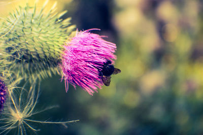 Close-up of thistle flower