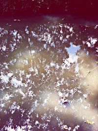 Reflection of trees in water