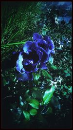 Close-up of purple flowers