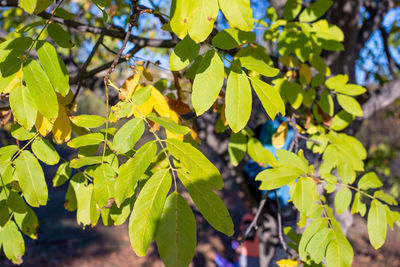 Low angle view of tree growing on plant