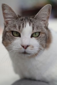 Close-up portrait of a cat