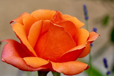 Close-up of orange rose flower