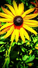 Close-up of yellow flower