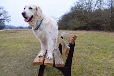 Dog sitting on bench at park