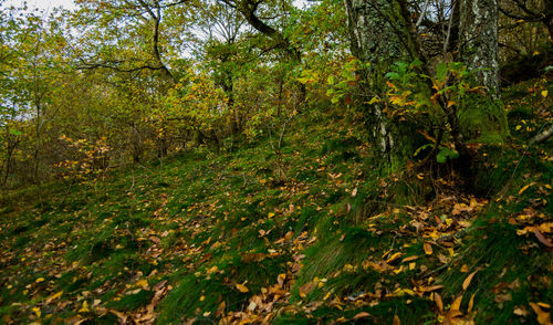 Trees in forest