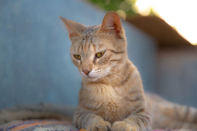 Close-up portrait of cat