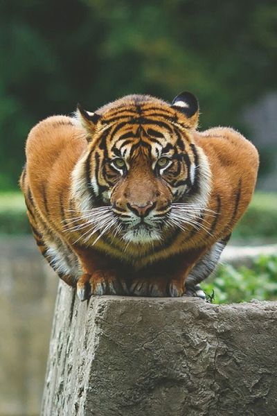 animal themes, animals in the wild, one animal, wildlife, focus on foreground, tiger, animal markings, close-up, mammal, animal head, zoo, safari animals, endangered species, natural pattern, portrait, day, outdoors, no people, big cat, looking at camera