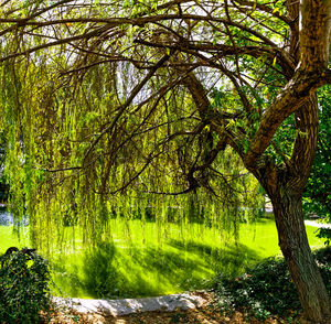 Low angle view of trees