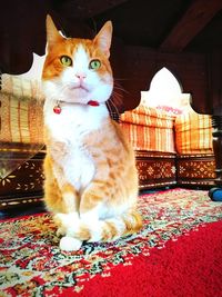 Portrait of cat sitting on carpet at home