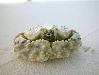 Close-up of white rose on beach