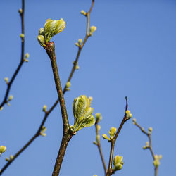 Close-up of stems against clear blue sky