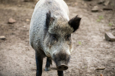 Close-up of pig