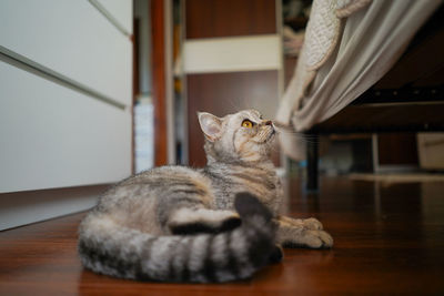 Portrait of a beautiful cat. cute cat portrait. happy pet.