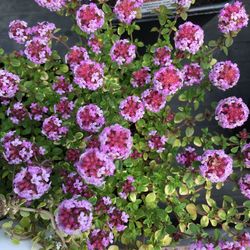 High angle view of pink flowering plants