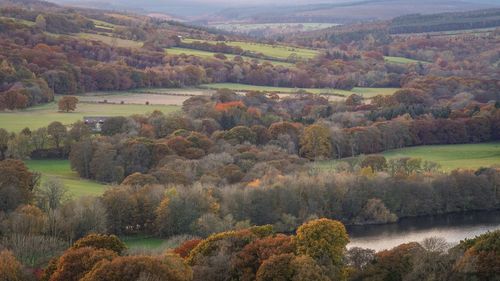 High angle view of trees in forest