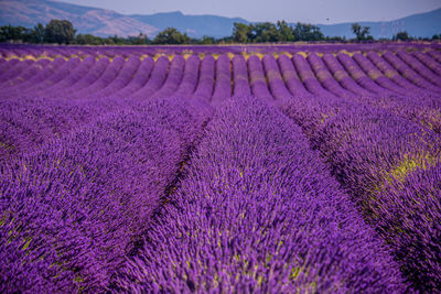 Purple flowering plants on field