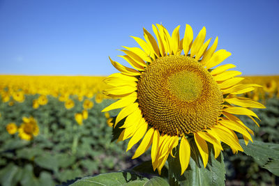 Close-up of sunflower on field against clear sky