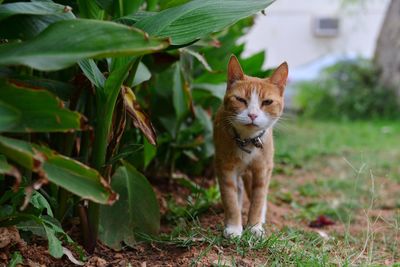 Portrait of ginger cat standing by plants in yard