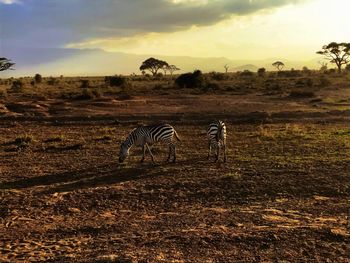 Zebras grazing on field at sunset
