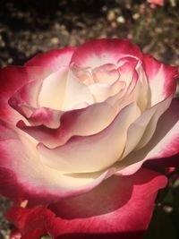 Close-up of pink rose