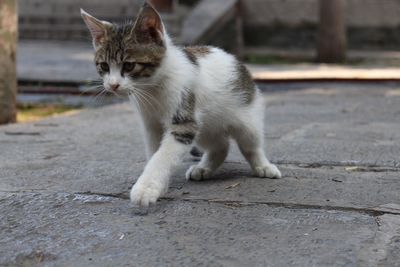 Cat looking away on street