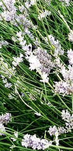 High angle view of purple flowering plants