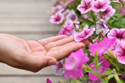Close-up of hand touching pink flowering plant