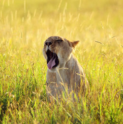 Close-up of a cat on field