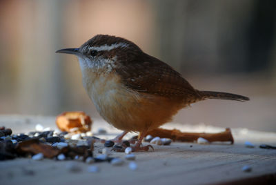 Close-up of carolina wren on wood