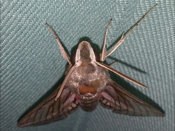 Close-up of insect