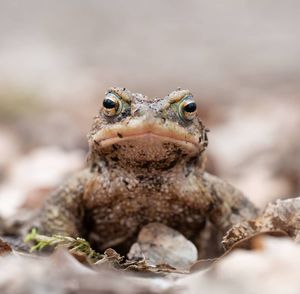 Close-up of lizard