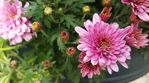 Close-up of pink flowering plants in park