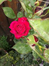 Close-up of red rose blooming outdoors