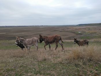 Horses on field against sky