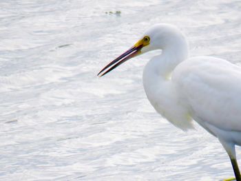 Close-up of bird in sea