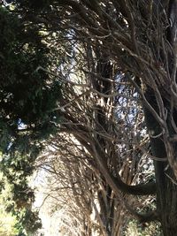 Low angle view of trees in forest