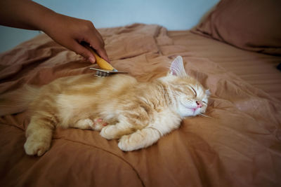 Brushing cat