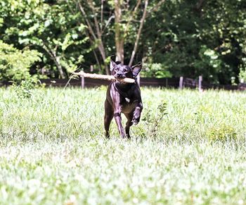 Portrait of dog on field