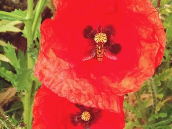 Close-up of bee on red flower